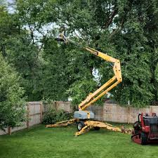 How Our Tree Care Process Works  in  Piketon, OH