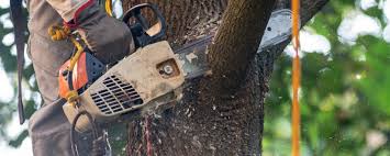 Best Tree Removal  in Piketon, OH