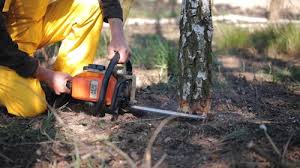 Professional Tree Care in Piketon, OH