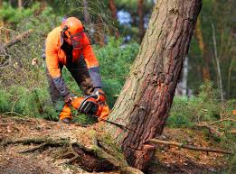 Best Utility Line Clearance  in Piketon, OH