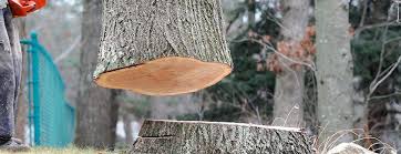 Best Leaf Removal  in Piketon, OH