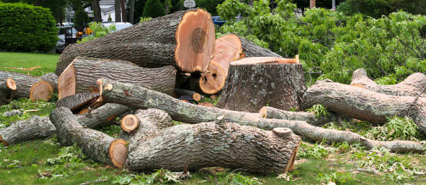 Best Storm Damage Tree Cleanup  in Piketon, OH