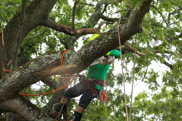 Best Tree Trimming and Pruning  in Piketon, OH