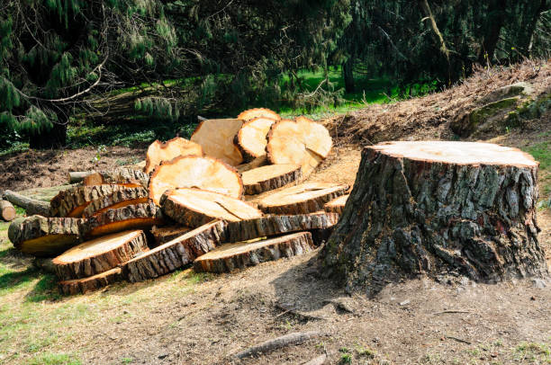 Best Emergency Tree Removal  in Piketon, OH